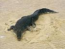 Saltwater Crocodiles, Saltwater Crocodile Pictures, Saltwater ...