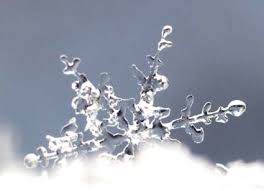 Hoa tuyết kiệt tác từ thiên nhiên Images?q=tbn:ANd9GcQqK76OinJ5t1AcmdRmuePFVQWZnYSf-23pMYOQ-qASYVRYFNKTgw