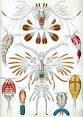 Crustacean - Wikipedia, the free encyclopedia