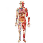 Human Body | Health Picture Reference