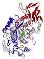 Amylase - Wikipedia, the free encyclopedia