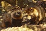 File:TANUKI01 960.jpg - Wikipedia, the free encyclopedia
