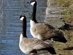 File:Pair of Canadian geese, Lexington Cemetery.jpg - Wikimedia ...