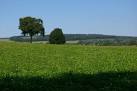 SO4765 : Clover field - via Daymix