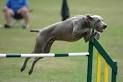 Dog Agility Training | Agility Training For Dogs | Tunnels Weave ...
