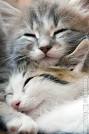 I love puppies and kittens!
