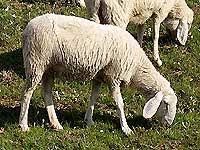pecora biellese