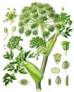 Angelica pronunciation