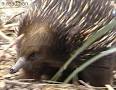 Echidna