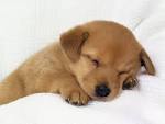 very cute baby dogs pictures