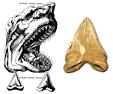 Fossil evidence
