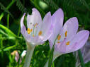 world's most beautiful flower