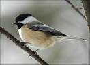 Black-Capped Chickadee : Wild Birds : Animal Planet