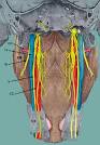 Pharynx and Larynx