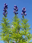 <b>Aconitum</b> napellus (garden monkshood): Go Botany