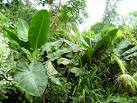 To be found in the Rainforest - via Daymix