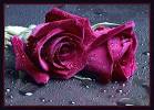 http://t3.gstatic.com/images?q=tbn:ANd9GcQrT2nDfTOH8Tg3_5bUJK31xayybWkn8A3bI0FQHlskMylIjfwpppYUyPA