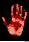<b>Sangue</b> Tipo O – Alimentos que