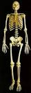 Skeletal System