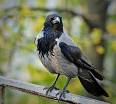 Hooded Crow - Wikipedia, the free encyclopedia