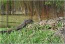 SG Chinese Garden Lizard | RedGage