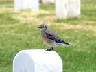 Western bluebird female sialia - via Daymix