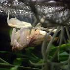 insect / Mimic / Suma Aqualife - via Daymix