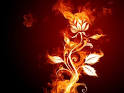 Fire Flower : Wallpapers tagged Abstract Wallpapers, Vector ...
