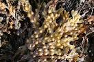 A fine specimen with masses of bladders. - via Daymix