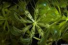under water plants