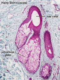 sebaceous gland