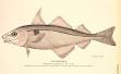 Gadidae - Wikipedia, the free encyclopedia