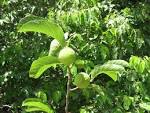 <b>Antiaris</b> toxicaria