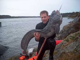 external image images?q=tbn:ANd9GcQsYr7MvxgYG0Bq2ezP5oo9VPQ7z1XoBR4WbeJdDamMdYkmn38OuA