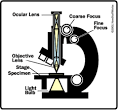 HowStuffWorks "How Light Microscopes Work"