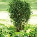 Rhamnus <b>frangula</b>