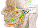 <b>Injury</b> to the <b>facial nerve</b>