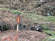 European Rabbit - Wikipedia, the free encyclopedia