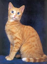 Fancypost Image