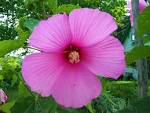 pictures of flowers (5) : Floral Decorating Ideas