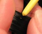 Head Lice NIT - Gallery of Head Lice Pictures