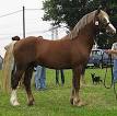 Welsh Pony and Cob - Wikipedia, the free encyclopedia