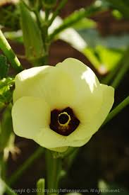 okra flower