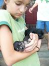very sweet boy rat terrier