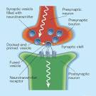 Figure 1 : Molecular neurobiologyPriming plasticity : Nature