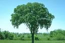 Dutch elm disease