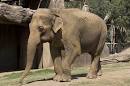 http://indoreshahar.com/portal/wp-content/uploads/2011/12/sunita-wild-animal-park-oldest-elephant.jpg