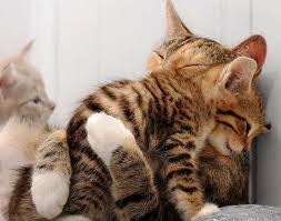 Résultat de recherche d'images pour "images of daisycats and dogs"