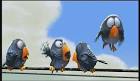 For the Birds - Pixar Image (4947385) - Fanpop