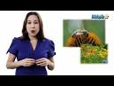 Topic: Biology